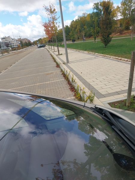 Vegetación crecida o descuidada