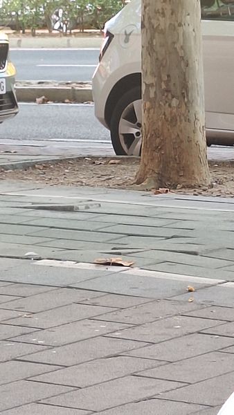 Desperfecto en calzada o acera