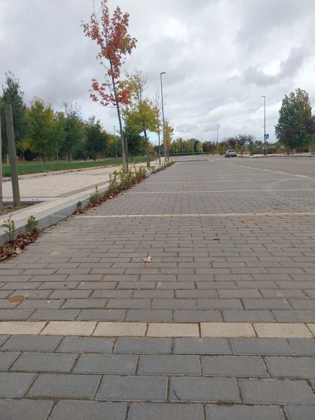 Vegetación crecida o descuidada